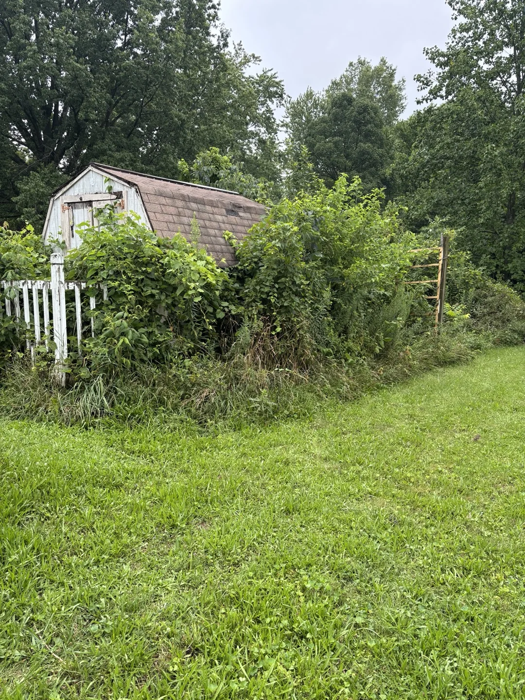 Closer view of the shed and overgrown vegetation before removal.