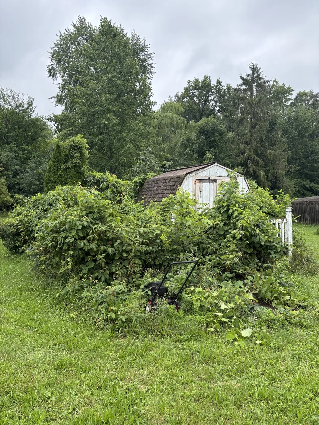Shed partly hidden by dense shrubs and vines before the removal and clearing project.