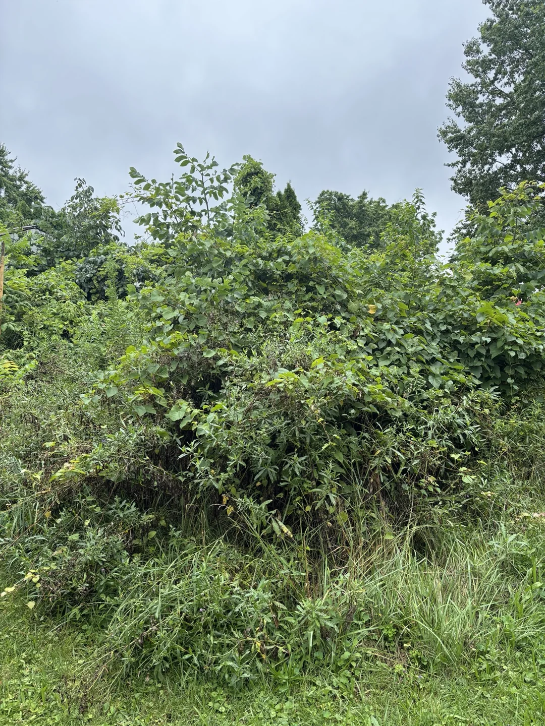Dense shrubs, vines and tall grass in the project area before clearing.