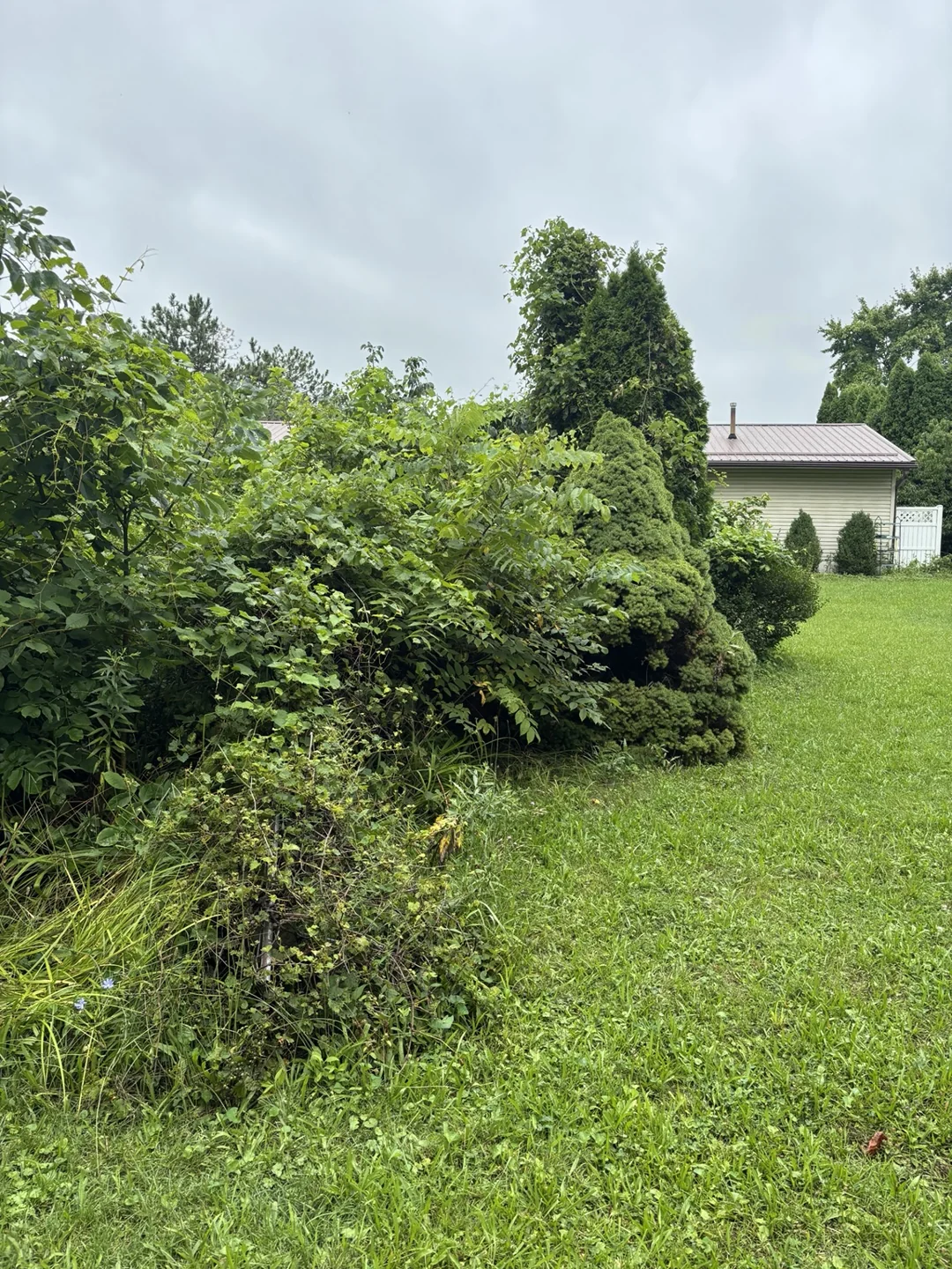 Overgrown shrubs along the lawn edge before the yard clearing project.