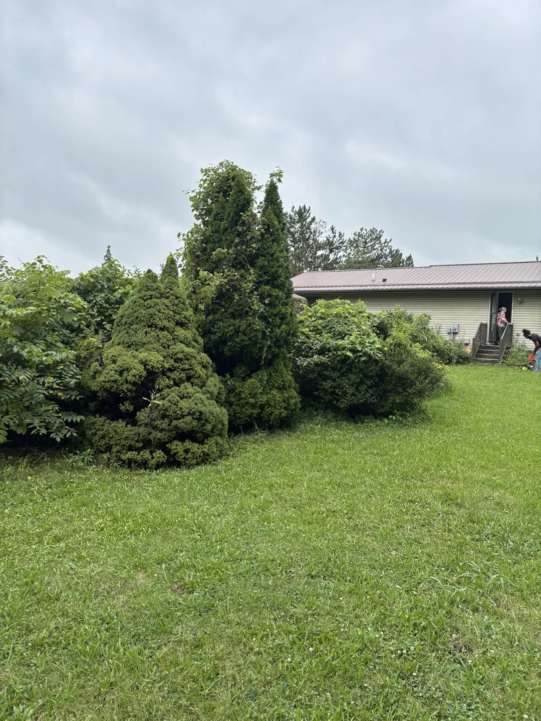 View across the lawn toward dense shrubs and overgrowth before clearing.